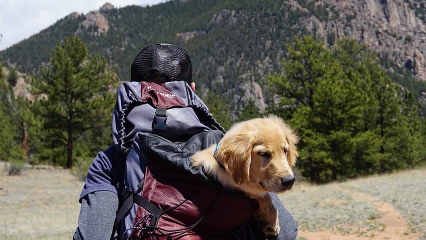 Tips for Traveling with Your Pets