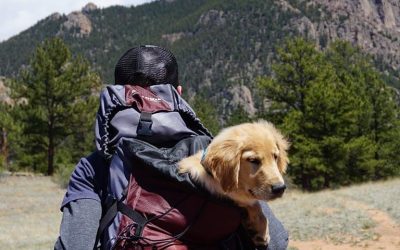 Tips You Should Know When Traveling with Your Pets